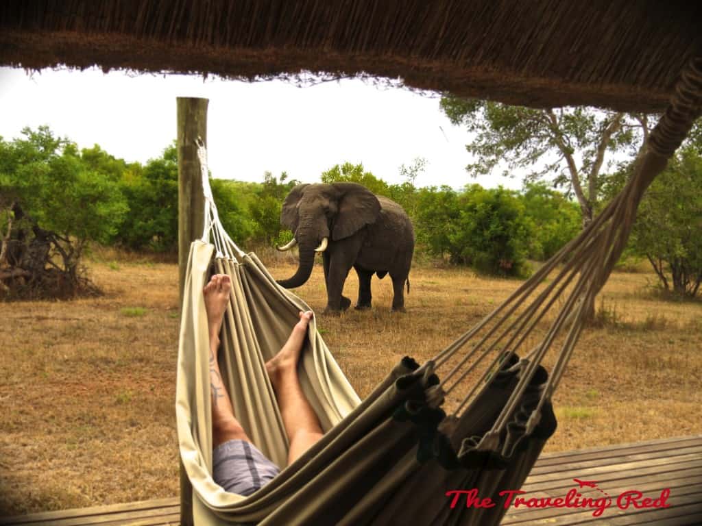 Elephant South Africa