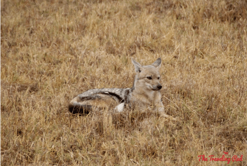Fox we spotted sleeping in South Africa during our game drive with Leopard Hills. Sabi Sands Safari experience.