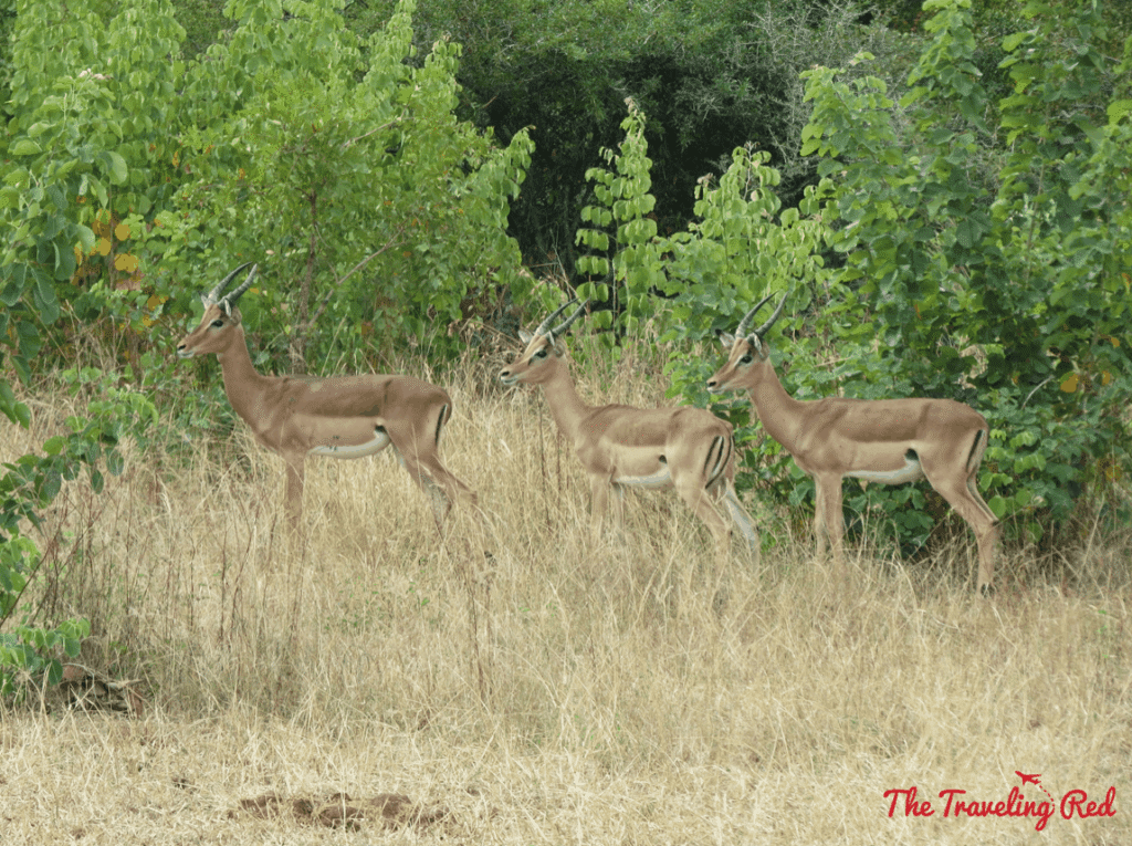 Game drive in South Africa. We did our safari in Sabi Sands and stayed at the Leopard Hills luxury resort. On this day we were lucky enough to see the Big Five animals.