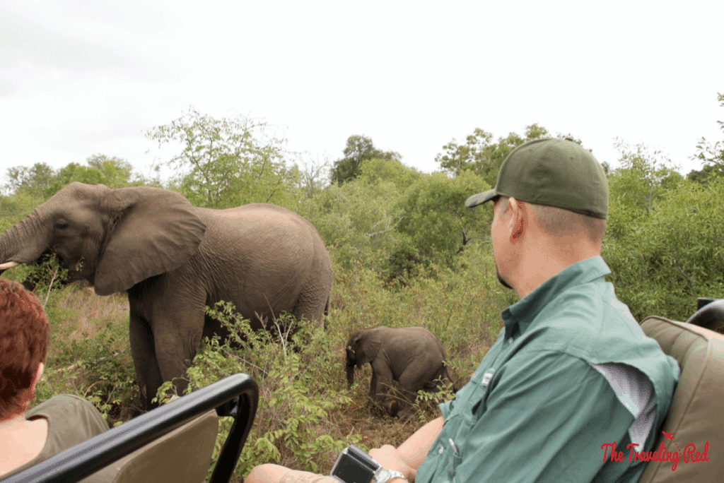 A family of elephants we spotted during our morning game drive in South Africa. We did our African Safari with the amazing team from Leopard Hills in Sabi Sands. This was the day we saw the Big Five animals all in 1 day.