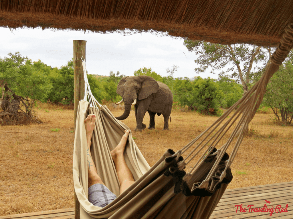 Favorite moment of our safari in South Africa. We stayed at the Leopard Hills lodge, where each of the 8 units has its own cottage with a back deck including a private pool, outdoor shower and a hammock. An elephant passed right by us as my husband was napping in the hammock.