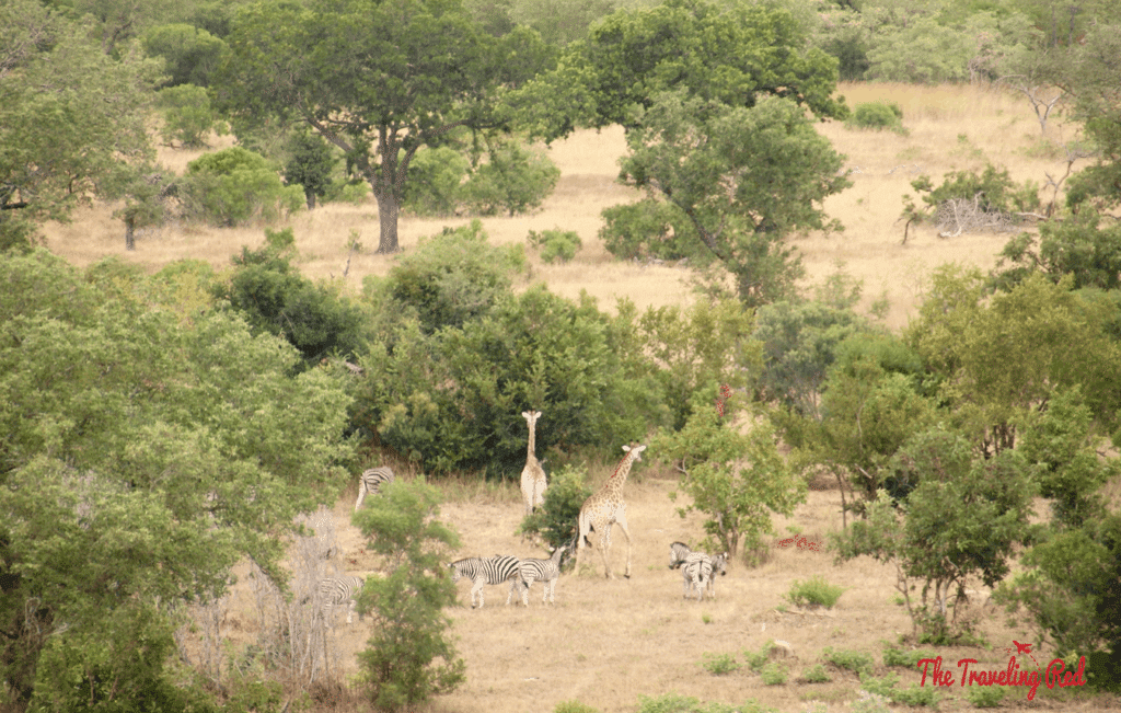 The view from lunch at Leopard Hills in Sabi Sands. This lodge is located right in the middle of Sabi Sands, perfect for a safari in South Africa.