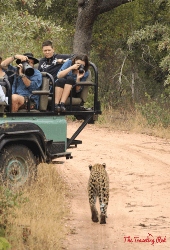 The gorgeous leopard we saw in South Africa during our game drive with Leopard Hills. Sabi Sands Safari experience. The day we saw the Big Five all in 1 day.
