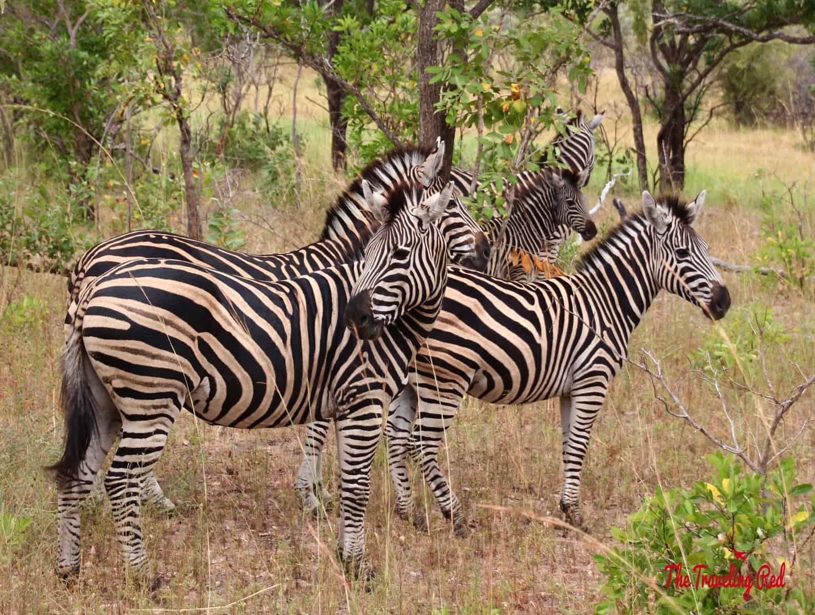 Zebra sighting in South Africa during our game drive with Leopard Hills. Sabi Sands Safari experience. The day we saw the Big Five all in 1 day.