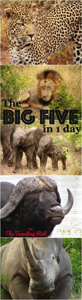 The Big Five Animals we saw in 1 day while on Safari in Sabi Sands in South Africa.