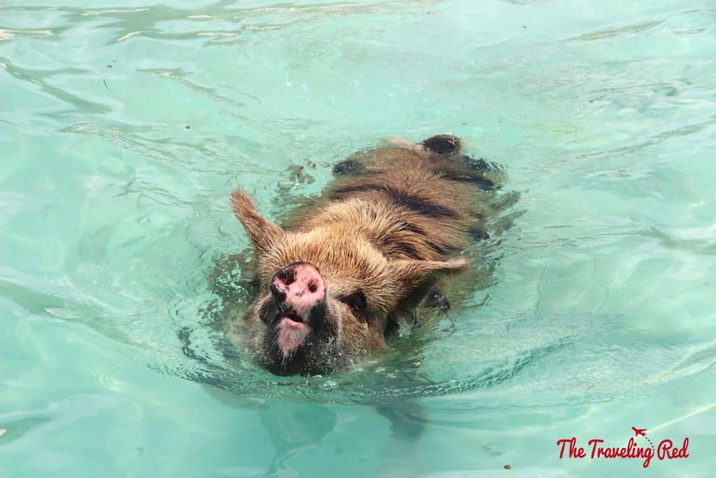 The Exumas famous swimming pigs! Found on Big Major Cay, an uninhabited island, is the beach full of swimming pigs that Exuma is known for. It's located near Staniel Cay. This is the top thing to see when visiting Exuma in the Bahamas.
