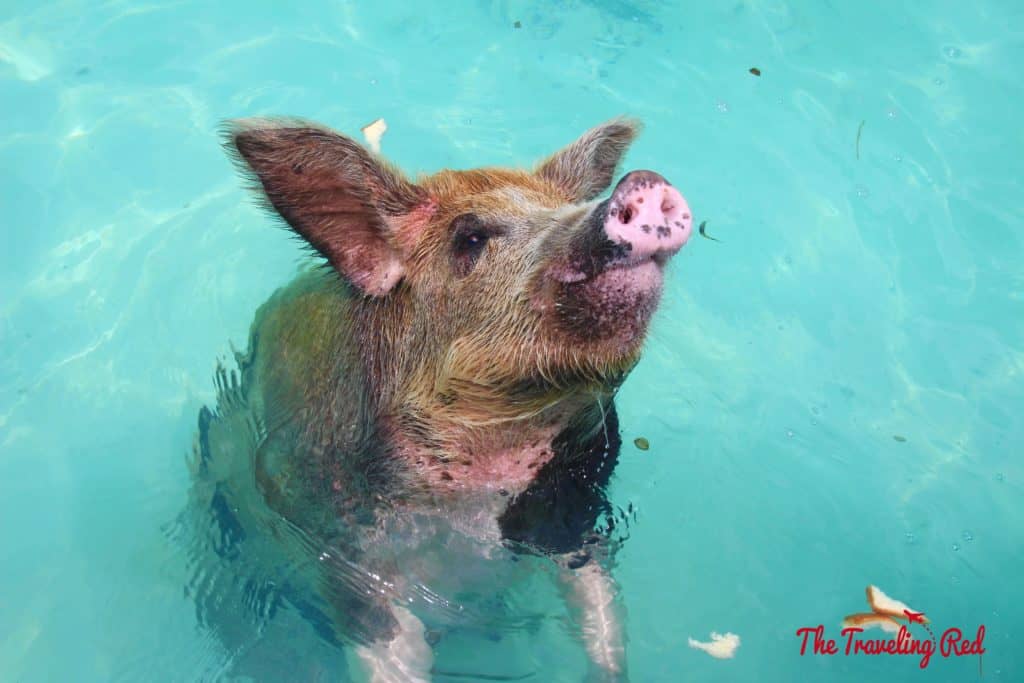 The Exumas famous swimming pigs! Found on Big Major Cay, an uninhabited island, is the beach full of swimming pigs that Exuma is known for. It's located near Staniel Cay. This is the top thing to see when visiting Exuma in the Bahamas.