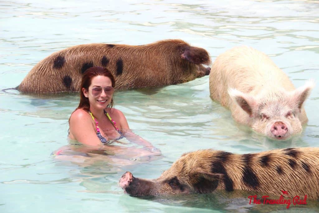 The Exumas famous swimming pigs! Found on Big Major Cay, an uninhabited island, is the beach full of swimming pigs that Exuma is known for. It's located near Staniel Cay. This is the top thing to see when visiting Exuma in the Bahamas.