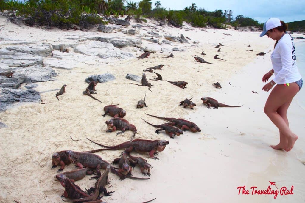 Exuma is known for different animals such as pigs, sharks and even iguanas! Allan Cay is an island full of iguanas. Tourists go to feed them. It is one of the popular stops when visiting the Exumas in the Bahamas.