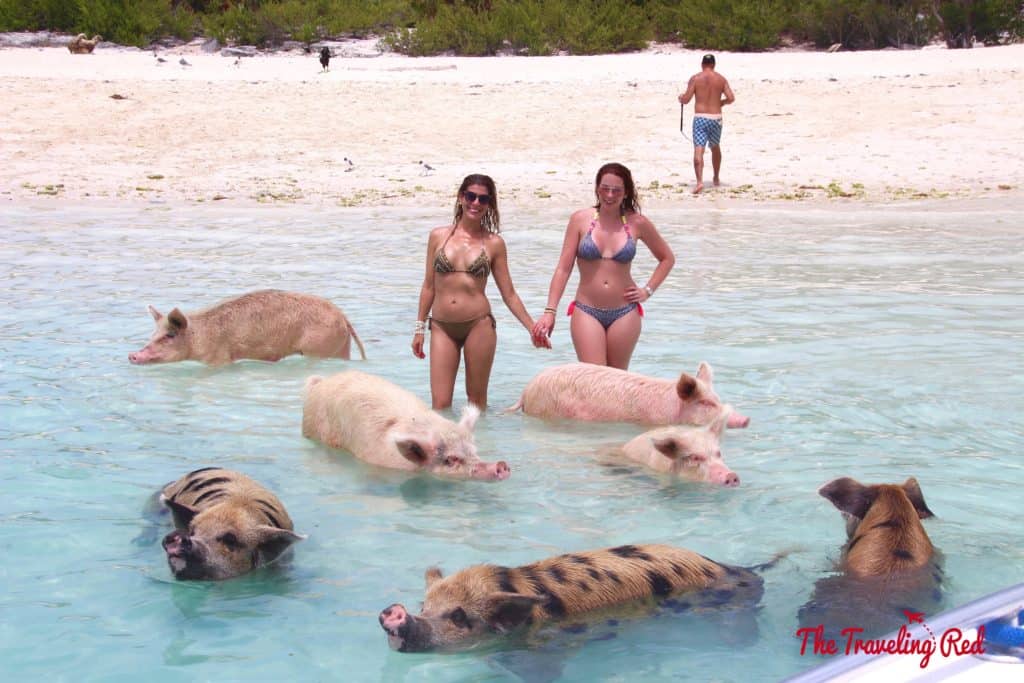 The Exumas famous swimming pigs! Found on Big Major Cay, an uninhabited island, is the beach full of swimming pigs that Exuma is known for. It's located near Staniel Cay. This is the top thing to see when visiting Exuma in the Bahamas.