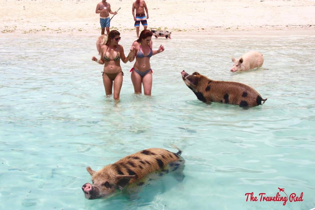 The Exumas famous swimming pigs! Found on Big Major Cay, an uninhabited island, is the beach full of swimming pigs that Exuma is known for. It's located near Staniel Cay. This is the top thing to see when visiting Exuma in the Bahamas.