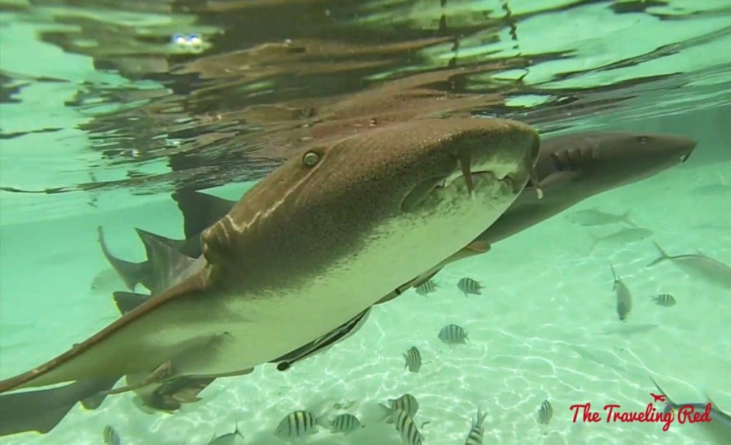 Swimming with the nurse sharks in Compass Cay. This cay in the Exumas is known for an area of shallow water where nurse sharks live and tourists always come to swim with them. A must when visiting Exuma in the Bahamas