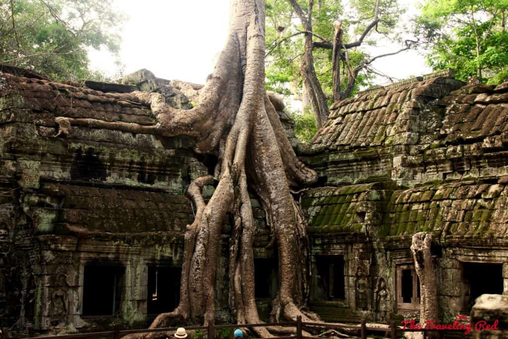 Tour of Angkor Wat & the temples | Things to See & Do in Siem Reap Cambodia | Golden Temple Residences | Cooking Class | Cambodian curry | Angkor Wat | Temple Tour | Pub Street | Il Forno | Genevieve | Malis  #siemreap #cambodia #angkorwat