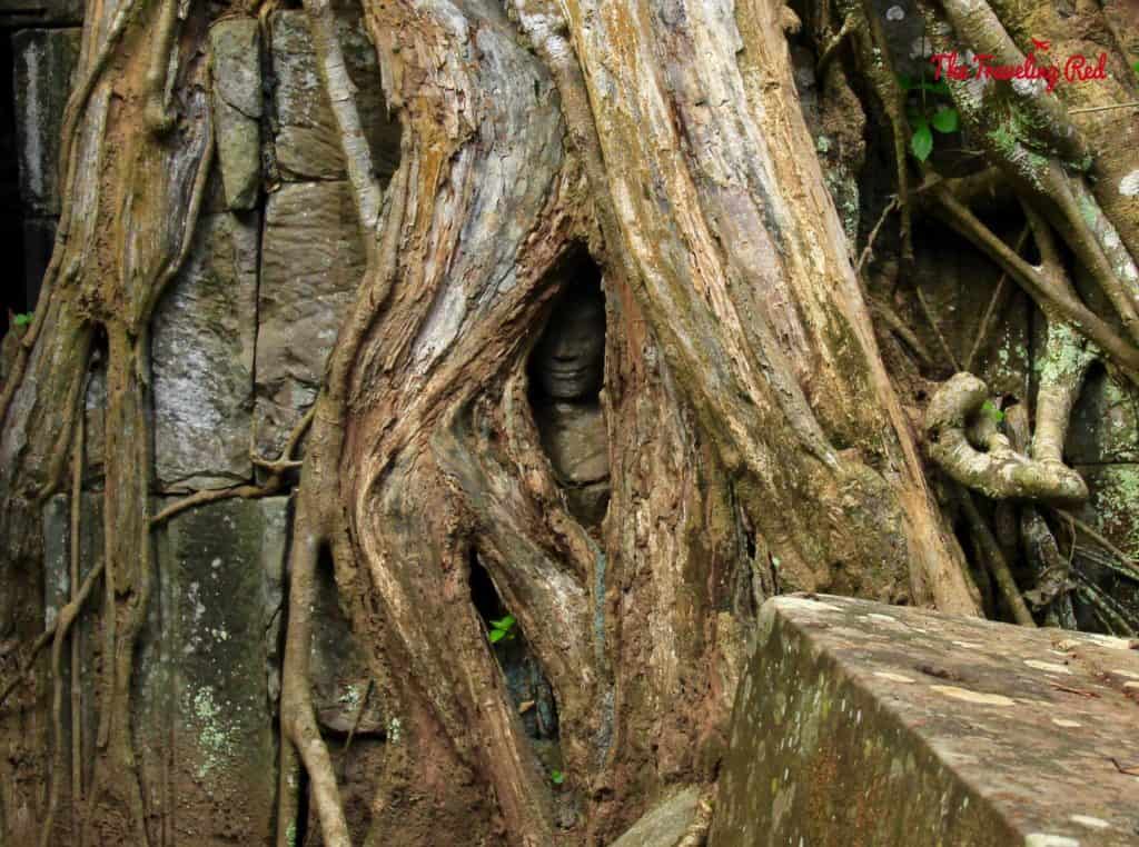 Touring the Temple Ta Prohm | Cambodia Temples | Siem Reap | Angkor Wat | Angkor Passes | Photography Tour | Angkor Archeological Park | Ta Prohm | Tomb Raider | Banteay Kdei | Ta Nei | North Gate | Bayon | Wat Thmey | Monks | South Gate | Preah Khan   #siemreap #angkorwat #cambodia 