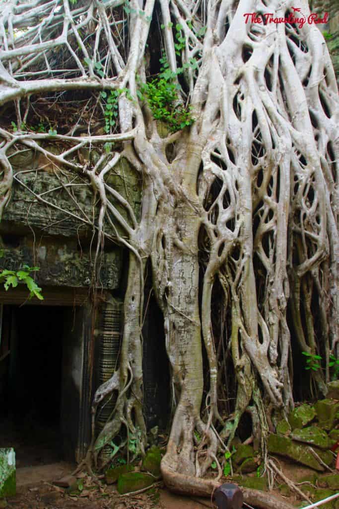 Touring the Temple Ta Prohm | Cambodia Temples | Siem Reap | Angkor Wat | Angkor Passes | Photography Tour | Angkor Archeological Park | Ta Prohm | Tomb Raider | Banteay Kdei | Ta Nei | North Gate | Bayon | Wat Thmey | Monks | South Gate | Preah Khan #siemreap #angkorwat #cambodia