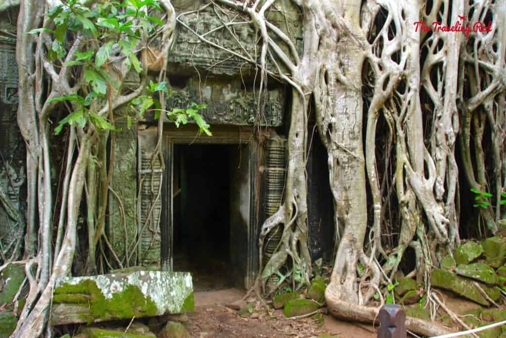 Touring the Temple Ta Prohm | Cambodia Temples | Siem Reap | Angkor Wat | Angkor Passes | Photography Tour | Angkor Archeological Park | Ta Prohm | Tomb Raider | Banteay Kdei | Ta Nei | North Gate | Bayon | Wat Thmey | Monks | South Gate | Preah Khan #siemreap #angkorwat #cambodia