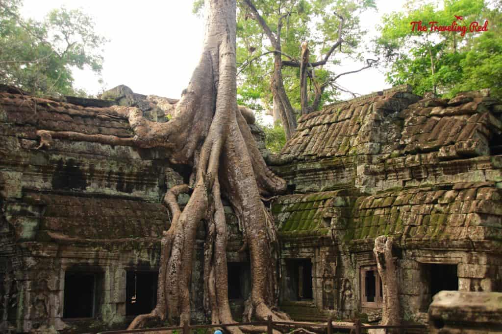 The famous spot from Tomb Raider in the Temple Ta Prohm | Cambodia Temples | Siem Reap | Angkor Wat | Angkor Passes | Photography Tour | Angkor Archeological Park | Ta Prohm | Tomb Raider | Banteay Kdei | Ta Nei | North Gate | Bayon | Wat Thmey | Monks | South Gate | Preah Khan    #siemreap #angkorwat #cambodia