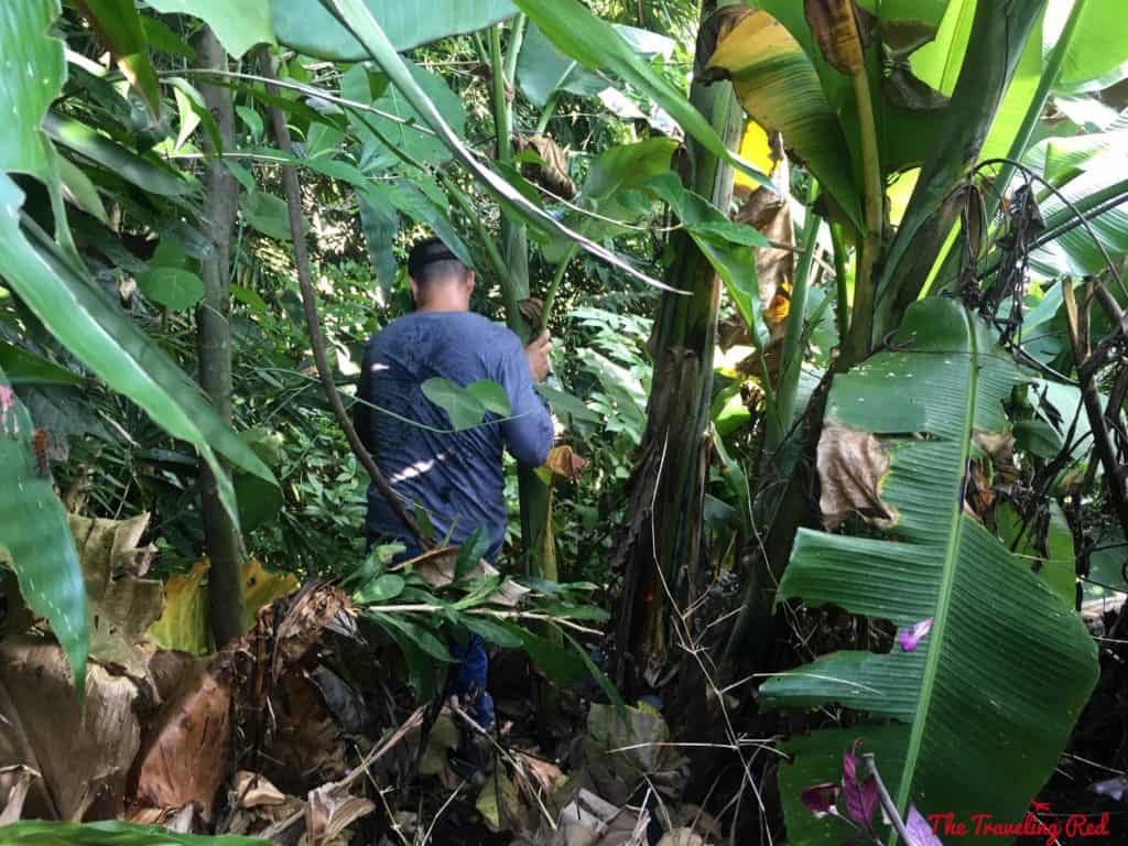 When my husband lost his drone in the trees and had to climb down to find it. He crashed into a tree and it fell. Don't drink and fly! At the Plataran Hotel in Java, Indonesia. | Indonesia | Java | Plataran Hotel | Sunrise Tour | Borobudur Temple 