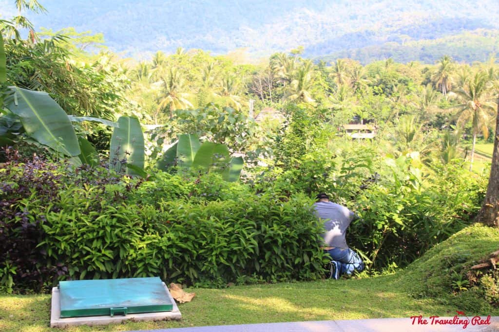 When my husband lost his drone in the trees and had to climb down to find it. He crashed into a tree and it fell. Don't drink and fly! At the Plataran Hotel in Java, Indonesia. | Indonesia | Java | Plataran Hotel | Sunrise Tour | Borobudur Temple 